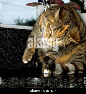 Chat tigré à partir d'un robinet d'eau potable. Banque D'Images