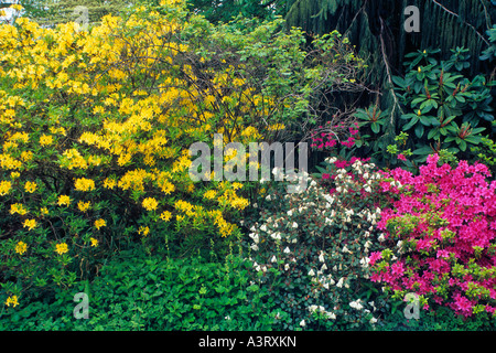 RHODODENDRONS NAINS À BURROW FARM GARDEN DALWOOD Devon, Angleterre Banque D'Images