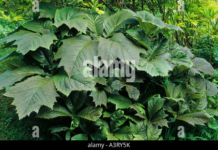 RODGERSIA PODOPHYLLA RODGERS DE FEUILLES DE BRONZE Japon Corée Banque D'Images