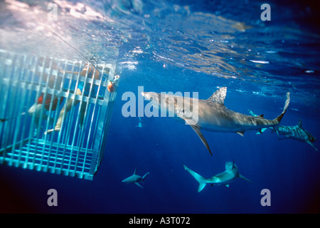 En apnée dans une cage observer requins Galapagos Carcharhinus galapagensis côte nord d'Oahu, Hawaii USA North Pacific Banque D'Images