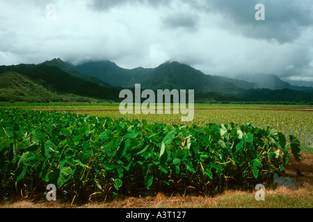 Les plantations de Taro Colocasia esculenta Kauai Hawaii USA North Pacific Banque D'Images