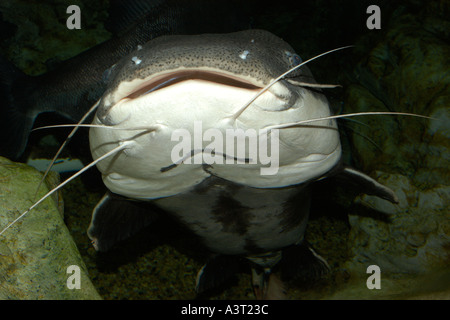 Repéré sorubim pintado ou Pseudoplatystoma coruscans cette espèce de poisson-chat d'eau douce se trouve à l'état naturel en Amérique du Sud Banque D'Images