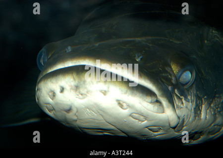 L'Arapaima ou pirarucu face détail Arapaima gigas plus grand poisson d'eau douce se trouve à l'état naturel dans le bassin de l'Amazone au Brésil Banque D'Images