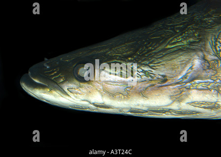 L'Arapaima ou pirarucu face détail Arapaima gigas plus grand poisson d'eau douce se trouve à l'état naturel dans le bassin de l'Amazone au Brésil Banque D'Images