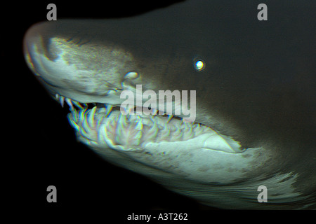 Sand tiger shark bouche détail Carcharias taurus trouvés dans les mers chaudes dans le monde photo prise en captivité Banque D'Images