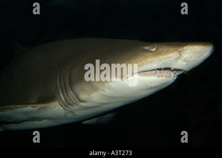 Sand tiger shark Carcharias taurus trouvés dans les mers chaudes dans le monde photo prise en captivité Banque D'Images