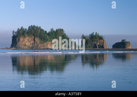 Première plage, beach no1 à la lumière du matin en caoast pazific, USA, Washington, Olympic NP Banque D'Images