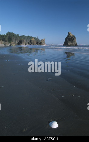 White Shell sur Ruby Beach, USA, Washington, Olympic NP Banque D'Images