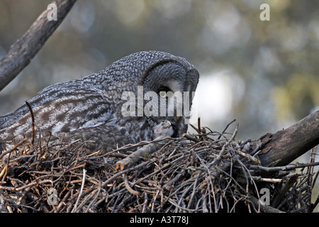 La Chouette lapone (Strix nebulosa), femme et chick, Finlande Banque D'Images