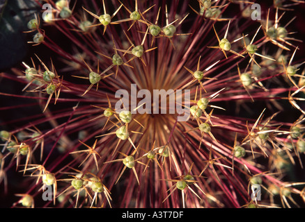 Alium allé aux semences Banque D'Images