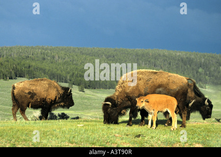 American bison, Bison (Bison bison), veau et vache, USA Banque D'Images