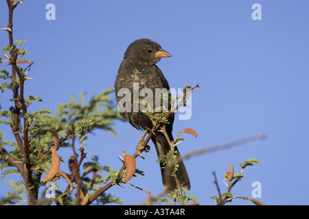 Red-billed buffalo weaver (Bubalornis niger), assis sur des rameaux, la Namibie Banque D'Images