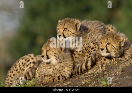 Le Guépard (Acinonyx jubatus), trois jeunes guépards lying together Banque D'Images