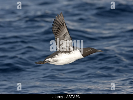 Common guillemot (Uria aalge), le pilotage, la Norvège, l'Varangerfjord Banque D'Images