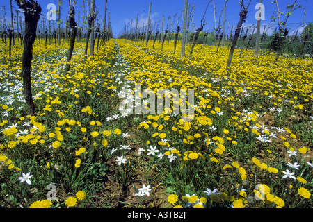 Sleepydick, étoile de Bethléem (Ornithogalum umbellatum), vignoble au printemps avec l'étoile de Bethléem et le pissenlit officinal, Allemagne Banque D'Images