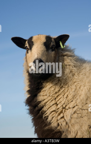 Profil de moutons en face du blaireau Banque D'Images