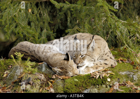 Le lynx eurasien (Lynx lynx), Femme avec cub, dormir, allongé à côté de l'autre, de l'Allemagne Banque D'Images