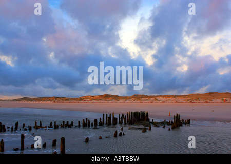 Épis dans le crépuscule du soir, tidelands en Allemagne, Schleswig-Holstein, Sylt Banque D'Images