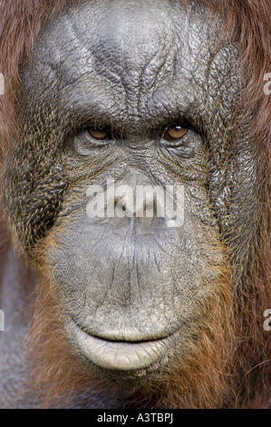 Orang-outan, l'orang-outan, l'orang-outang (Pongo pygmaeus), portrait Banque D'Images