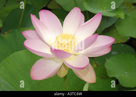 East Indian lotus (Nelumbo nucifera), fleur Banque D'Images