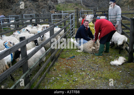 La tonte des moutons à la main sur l'île de Lewis dans les Hébrides extérieures, le Royaume-Uni Banque D'Images