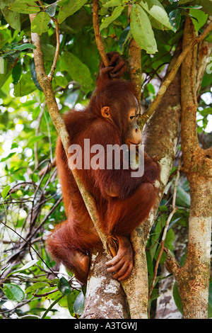 Orang-Utan (Pongo pygmaeus) dans le parc national de Tanjung Puting, Central-Kalimantan, Bornéo, Indonésie Banque D'Images