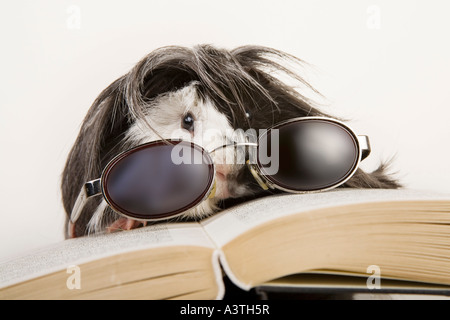 Cochon d'Inde avec des lunettes et livre Banque D'Images