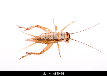 Chambre cricket (Acheta domesticus) Banque D'Images