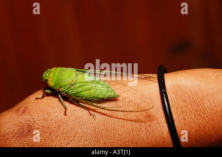 Cigale (H.), l'IRAM, Long East-Kalimantan, Bornéo, Indonésie Banque D'Images