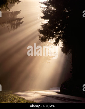 Arbres de la lumière du soleil à travers la brume du matin dans les montagnes du Jura près de Mijous Ain France Rhône Alpes Banque D'Images