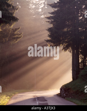 Arbres de la lumière du soleil à travers la brume du matin dans les montagnes du Jura près de Mijous Ain France Rhône Alpes Banque D'Images