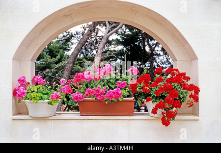 Pretty pink alcôve avec rose et rouge pélargonium dans un jardin sur Bol Balkans Europe EU Banque D'Images