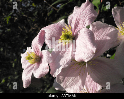 Fleurs rose pâle de Clematis montana Elzabeth floraison dans le jardin d'un pays de l'UE en mai England UK Banque D'Images