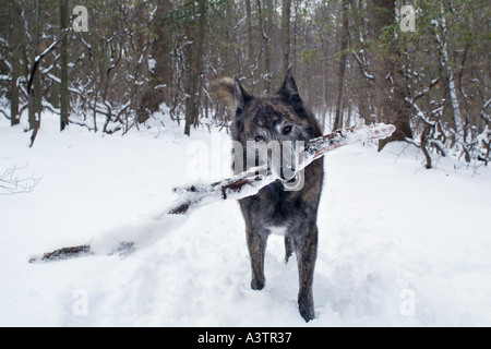 Chien avec stick dans la bouche d'attendre pour jouer Banque D'Images