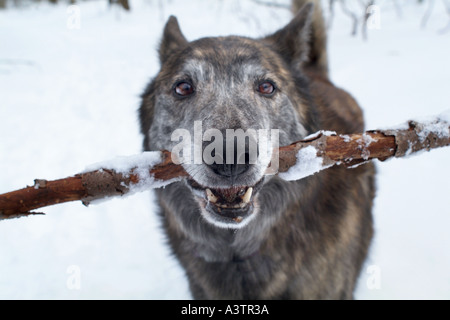 Chien avec stick dans la bouche d'attendre pour jouer Banque D'Images