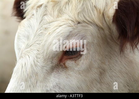 Close up photographie d'un livre blanc britannique les vaches, les génisses sont confrontés. Banque D'Images