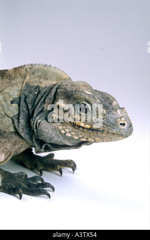 Lézard iguane iguane Rhinocéros Cyclura cornuta Banque D'Images