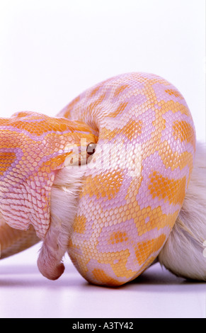 Albino python birman Python molurus bivittatus rat de déglutition Banque D'Images