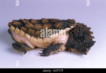 Tortue Feuille ou Mata Mata chelus fimbriatus provenant d'Amérique du Sud Banque D'Images