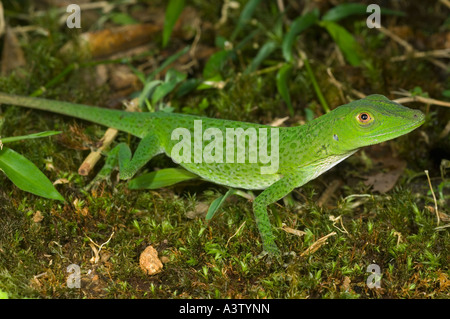 Les espèces sauvages de inconnu anole vert lézard, Pirre Montagne, ca 5000 ft. Le parc national de Darién, Panama Banque D'Images