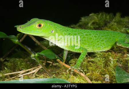 Les espèces sauvages de inconnu anole vert lézard, Pirre Montagne, ca 5000 ft. Le parc national de Darién, Panama Banque D'Images