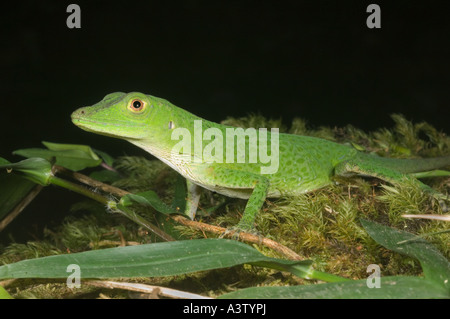 Les espèces sauvages de inconnu anole vert lézard, Pirre Montagne, ca 5000 ft. Le parc national de Darién, Panama Banque D'Images