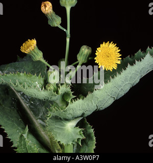 Sonchus oleraceus laiteron lisse fleur Banque D'Images