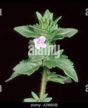 Mur de speedwell Veronica arvensis plante en fleurs Banque D'Images