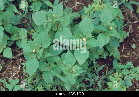 Bidens pilosa Blackjack en fleur Banque D'Images