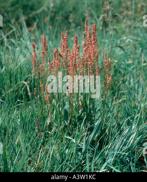 L'oseille commune Rumex acetosa plantes à fleurs en bordure d'herbe Banque D'Images