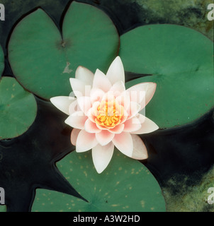 Nénuphar blanc Nymphaea alba en fleur sur un étang de jardin Banque D'Images