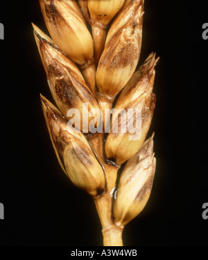 Oreille de blé infectée par le blotch de glume (Phaeosphaeria nodorum) Banque D'Images