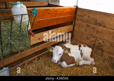 Veau younf in barn Banque D'Images