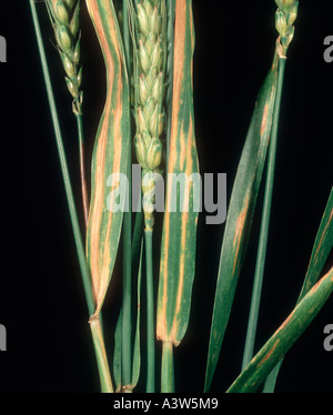 Bande des feuilles du blé blé Cephalosporium gramineum sur flagleaves USA Banque D'Images